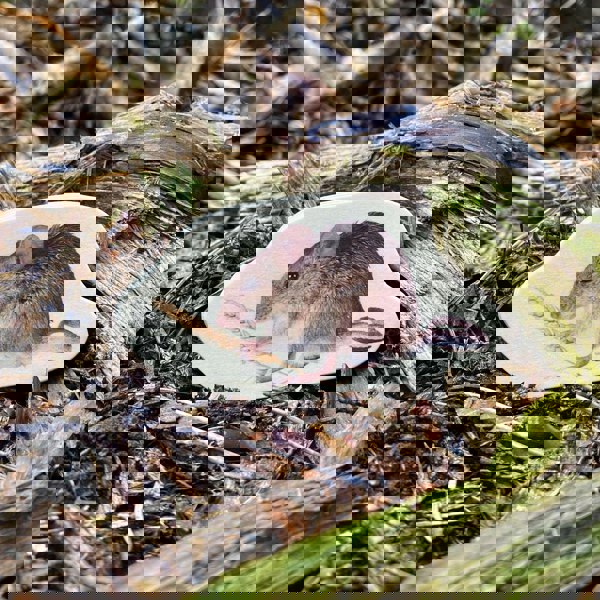 tickit Wooden Forest Animal Blocks