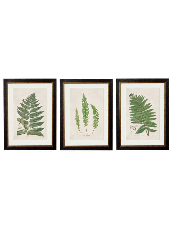 Exceptional Art c.1831 Collection of Ferns