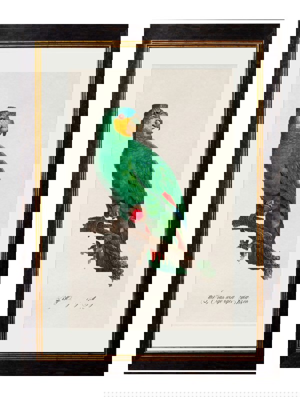 C.1800's Collection of Parrots - set of 16 - The Weird & Wonderful