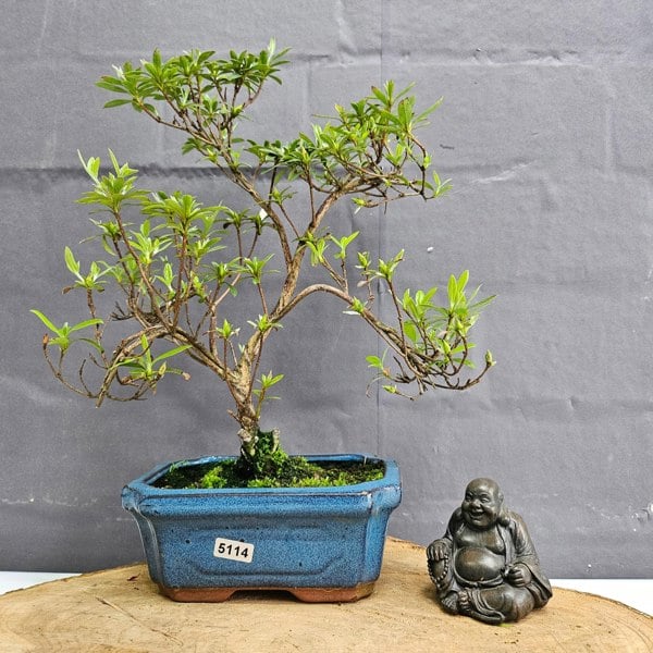 Yorkshire Bonsai Azalea (Rhododendron) Bonsai Tree | Shaped | In 15cm Pot
