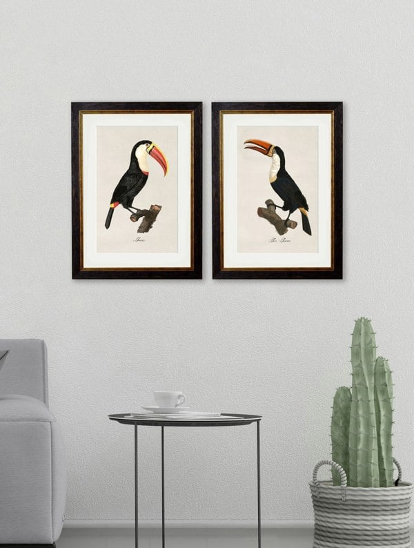 Exceptional Art c.1809 Toucans
