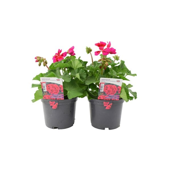 Geranium Zonal Mojo Cranberry Splash 1L x 2 plants by post