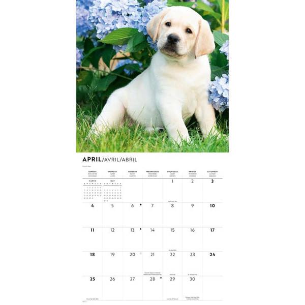 Yellow Labrador Retrievers Calendar 2027, Wall Calendars, Month To View, Dogs, Gift