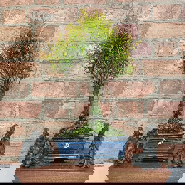 Yorkshire Bonsai Brush Cherry (Syzygium) Bonsai Tree | Broom | In 20cm Pot