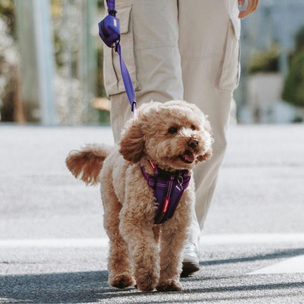 EzyDog Essential Chest Plate Dog Harness in Purple