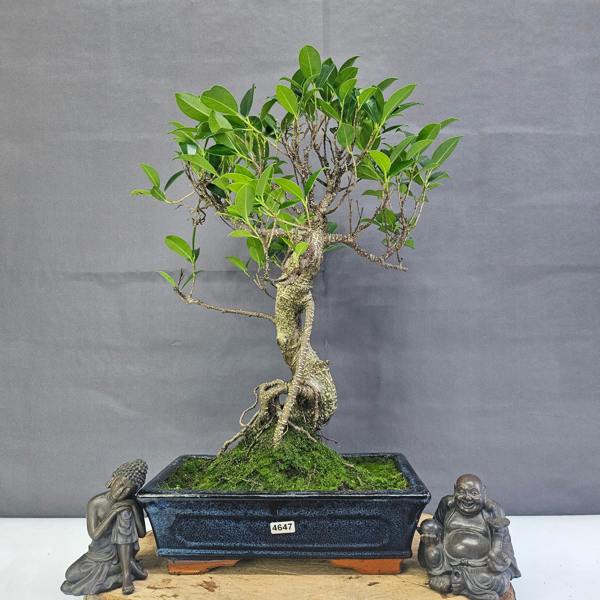Yorkshire Bonsai Ficus Microcarpa (Banyan Fig) Indoor Bonsai Tree | Shaped | In 25cm Pot