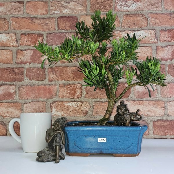 Yorkshire Bonsai Buddhist Pine (Podocarpus Micro) Bonsai Tree | Shaped | In 25cm Pot