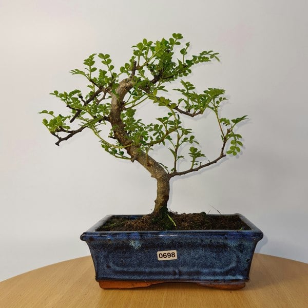 Chinese Pepper (Zanthoxylum Pipertum) Bonsai Tree | Shaped | In 20cm Pot