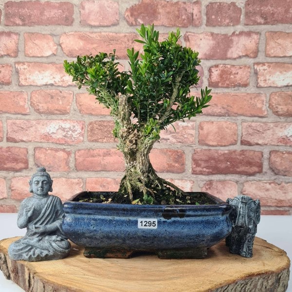 Boxwood (Buxus Harlandii) Bonsai Tree | Broom | In 20cm Pot