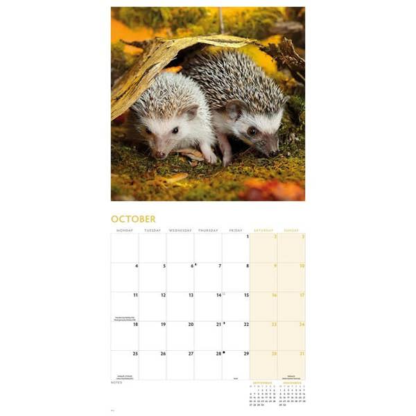 Hedgehogs Calendar 2027, Wall Calendars, Month To View, Animals, Gift