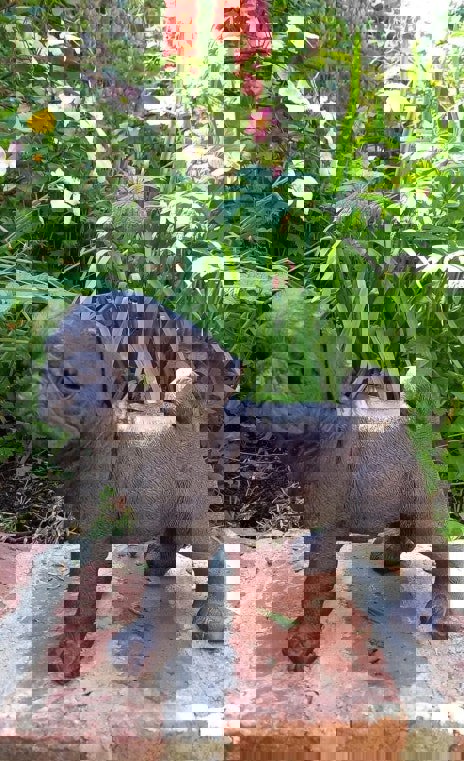 Inspirational Gifting Pug Dog Garden Sculpture Ornament Decor