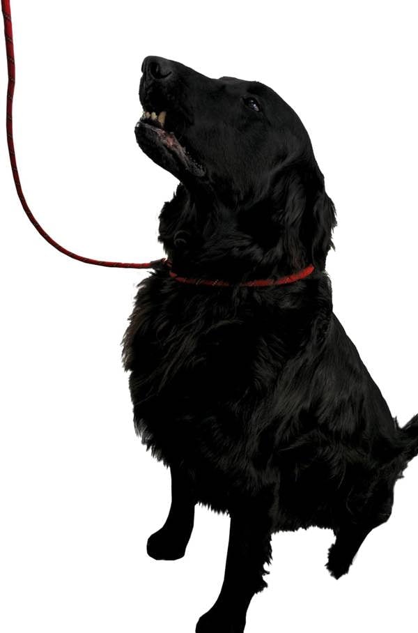 Durable Dog Lead – Adjustable Slip Loop, 150cm, Poop Bag Holder - Optimum