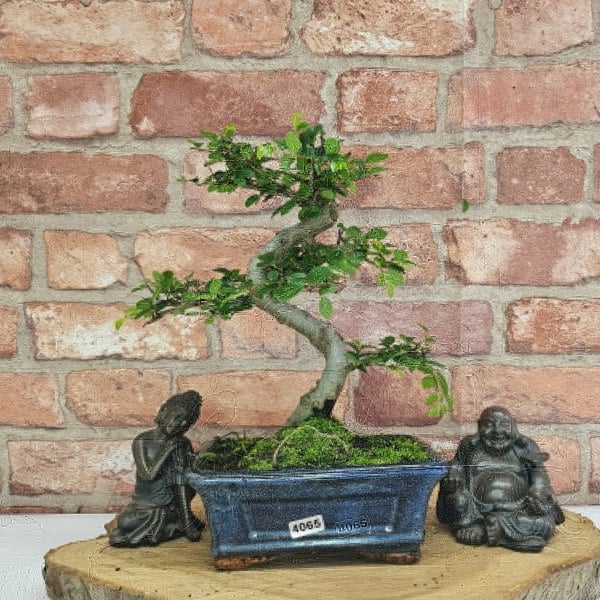 Yorkshire Bonsai Chinese Elm (Ulmus Parvifolia) Bonsai Tree | Shaped | In 15cm Pot