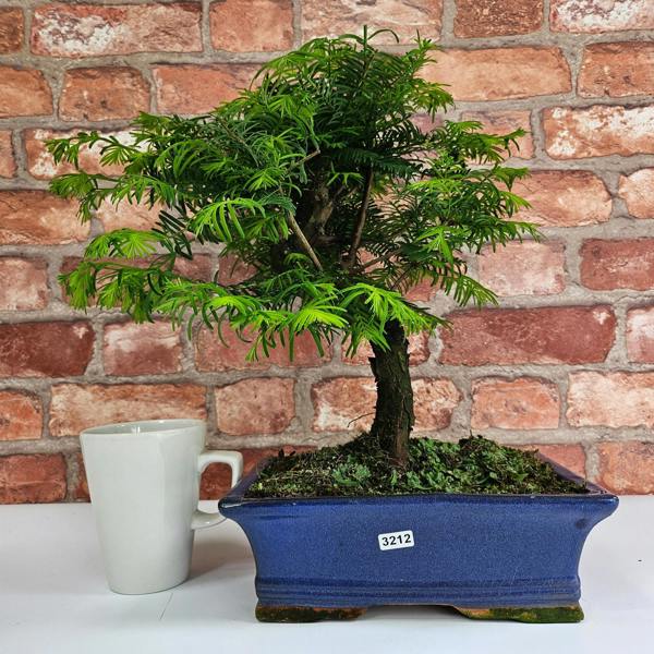 Yorkshire Bonsai Dawn Redwood (Metasequoia) Bonsai Tree | Shaped | In 25cm Pot