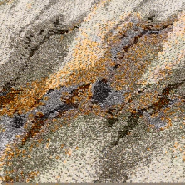 Asiatic Mirage Oasis Green Rug