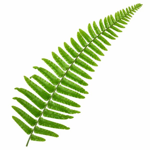 Nephrolepis Boston Fern 17cm Pot – Easy Care Pet Friendly Indoor Houseplant