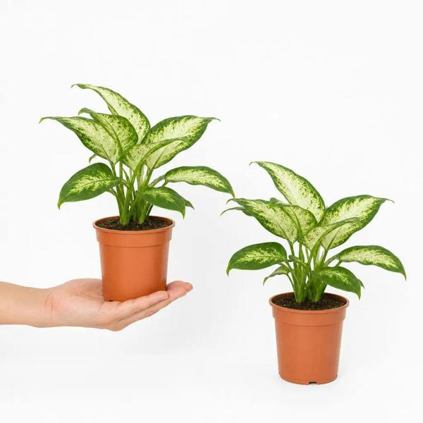 Dieffenbachia Compacta Dumb Cane 12cm Pot Plants By Post
