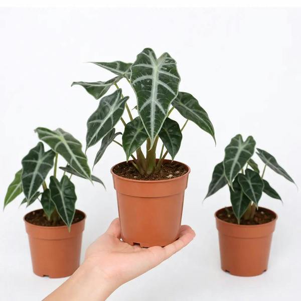 Alocasia Polly Elephant Ear 12cm Pot Plants By Post