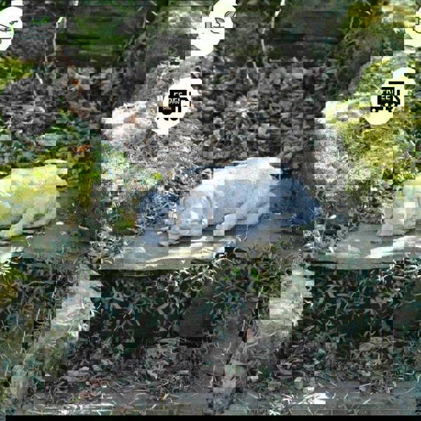 Adorable Sleeping Labrador Garden Ornament