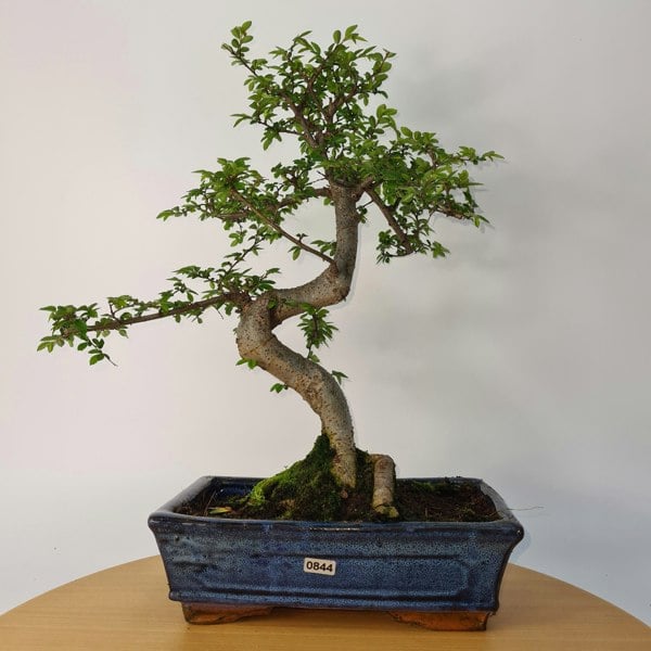 Chinese Elm (Ulmus Parvifolia) Bonsai Tree | Shaped | In 25cm Pot