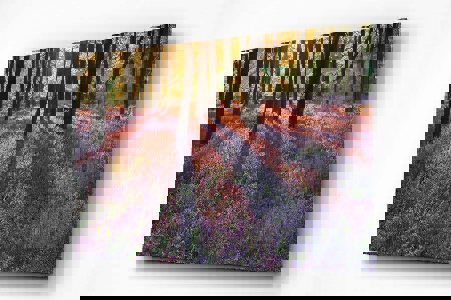 Fernlight Gallery Bluebell Dawn