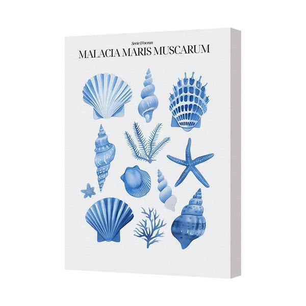 Benjamin Tate Design Canvas Wall Art Ocean Shells Malacia Maris Muscarum Series