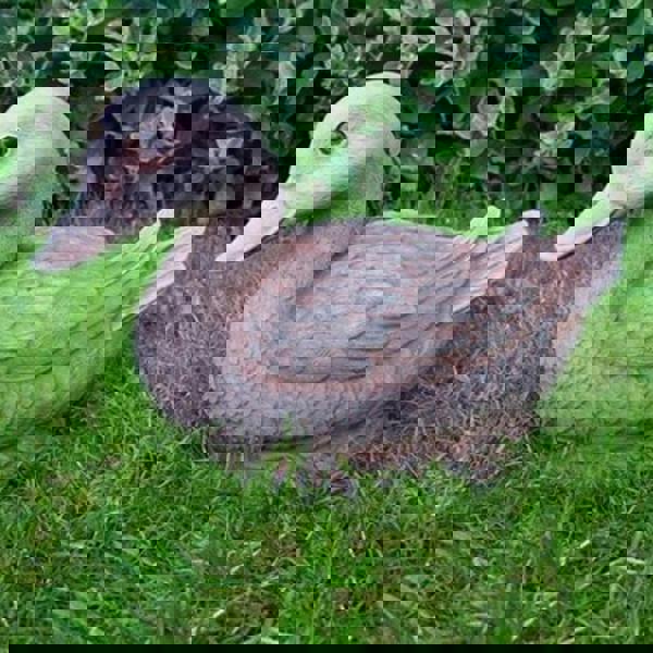 Life-size Duck Garden Ornament