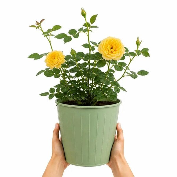 3L Golden Wedding Yellow Rose Bush - Beautiful Flowering Plant Gift - Metal Vertical Line Green