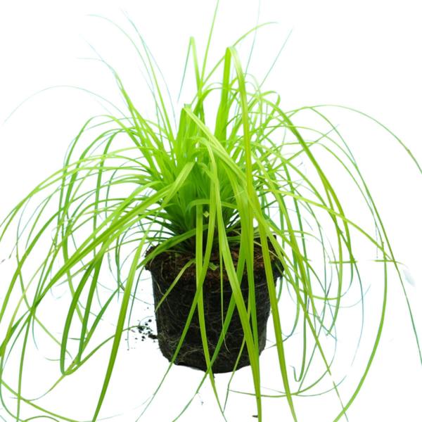 Carex 'Everillo' Japanese Sedge Lime Yellow Evergreen Ornamental Grass 2L Pot The Rose Press Garden