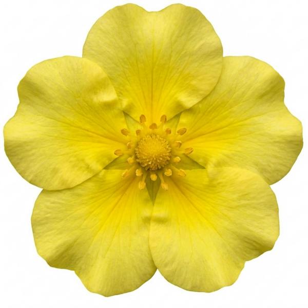 Potentilla Goldfinger - 2L Pot The Rose Press Garden
