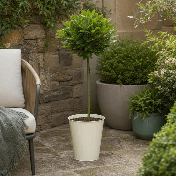 Bay Tree Standard – 90cm Tall Hardy Evergreen Laurus Nobilis for Pots & Borders - Metal Vertical Line Cream