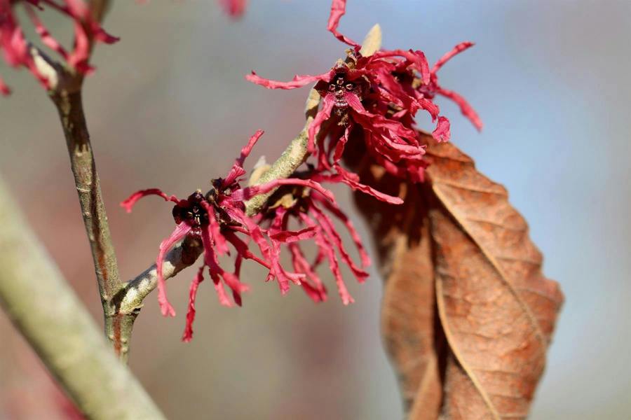 Direct Plants Witch Hazel Hamamelis Ruby Glow Shrub 4-5ft Extra Large in a 7.5 Litre Pot By Direct Plants