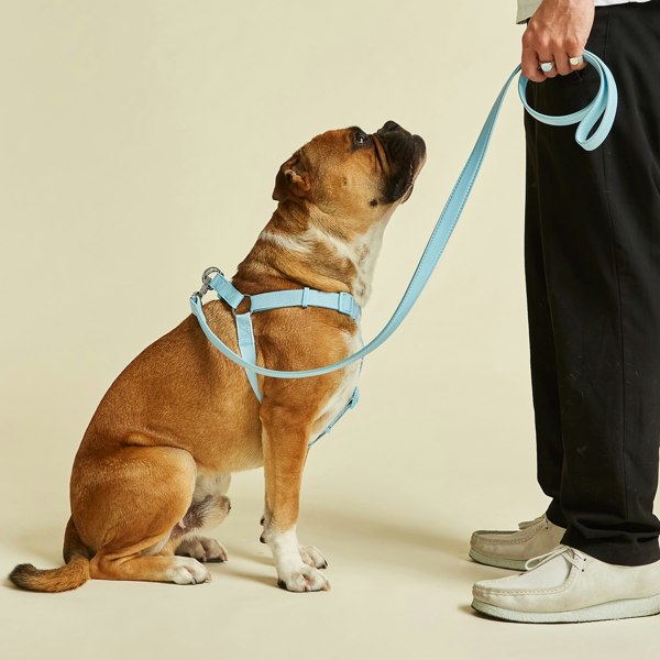 Sky Blue Dog Harness by Barc London UK