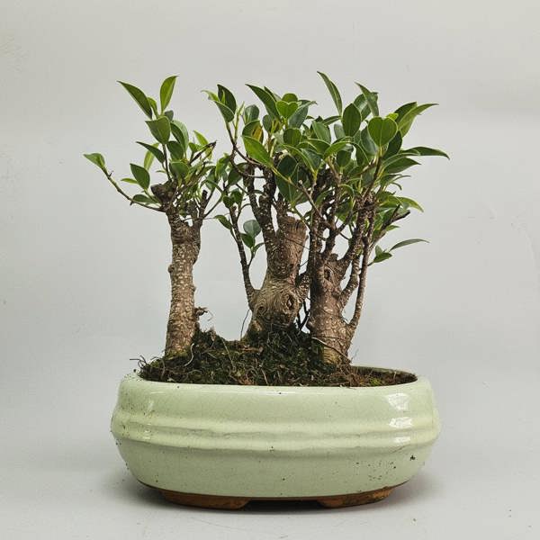 Yorkshire Bonsai Ficus Microcarpa (Banyan Fig) Indoor Bonsai Tree Forest | Broom Group | In 20cm Pot