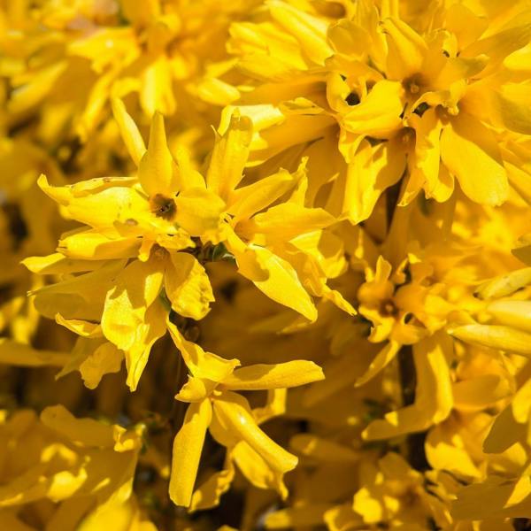 Direct Plants 5 Large Forsythia Lynwoods Gold Shrubs 3-4ft Tall in 3 Litre Pots By Direct Plants