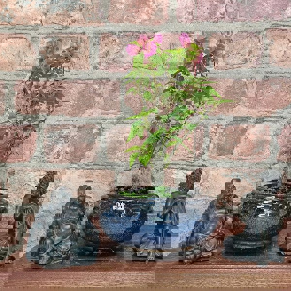 Yorkshire Bonsai Bougainvillea Bonsai Tree - In 15cm Pot