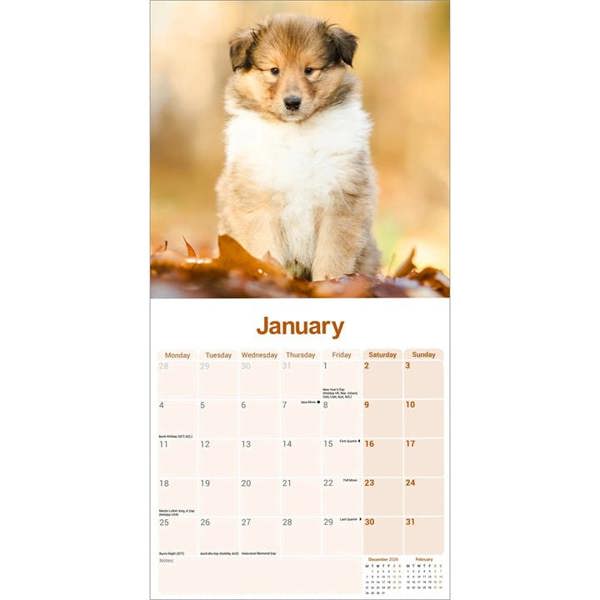 Collie Calendar 2027, Wall Calendars, Month To View, Dogs, Gift