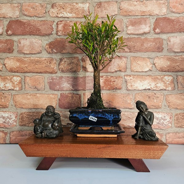 Yorkshire Bonsai Brush Cherry (Syzygium) Bonsai Tree | Broom | In 15cm Pot