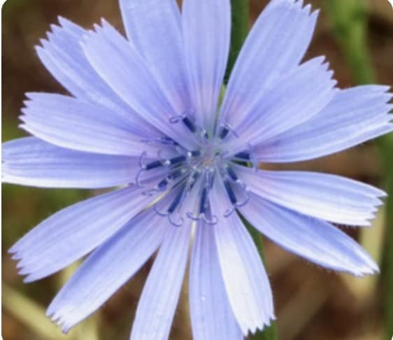 chicory seed organic