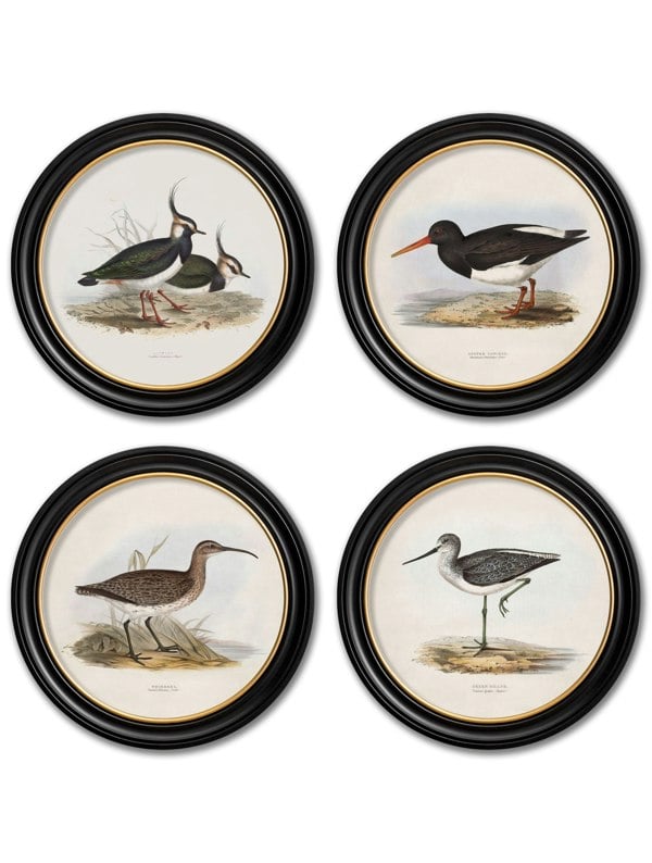 Exceptional Art c.1837's British Coastal Birds - Round