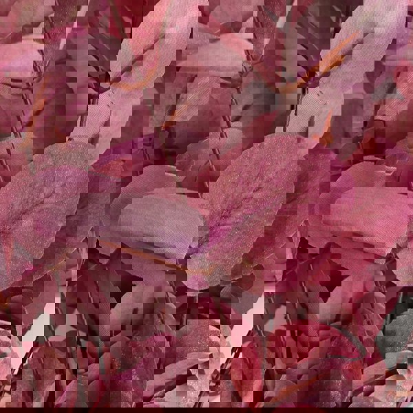 Leaf 80cm Pink Eucalyptus Foliage Stem
