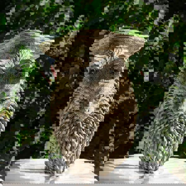 Cat design Wall Shelf and Plaque Garden Ornaments