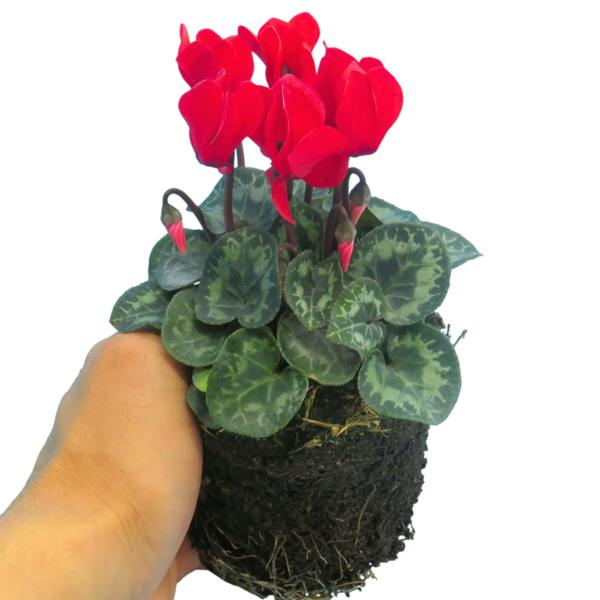 Cyclamen Growers Selection 10.5cm Pot Pack of 3 & 6 Flowering Outdoor Plants Plants By Post