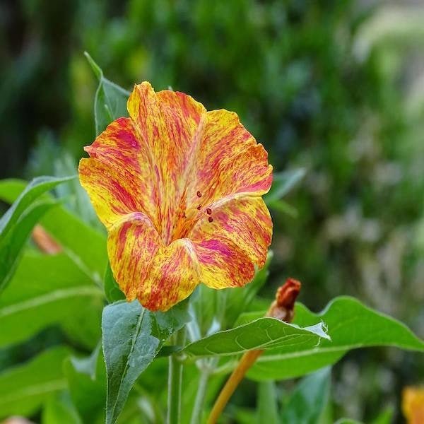 mirabilis jalapa