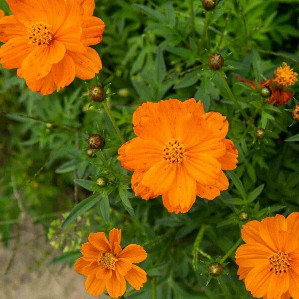1kg Cosmos Sunset Orange Seeds Sulphureus bright Orange
