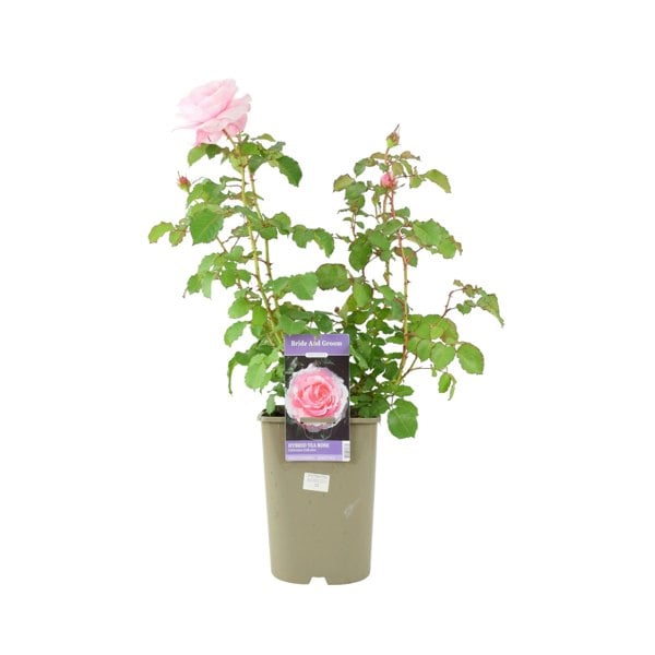 Rose Bride And Groom 5.5 Litre Pot Plants By Post