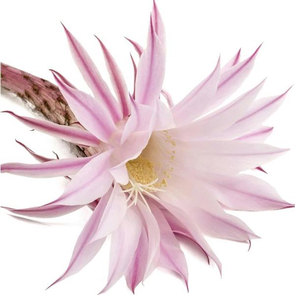 L'Anza Healing Style Taffy