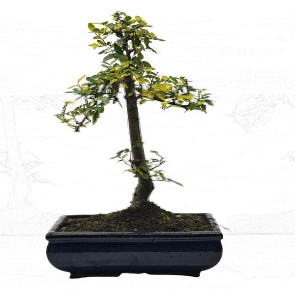 Chinese Elm (Ulmus Parvifolia) Bonsai Tree | Shaped | In 30cm Pot