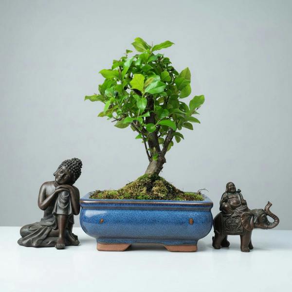 Bird Plum (Sageretia) Bonsai Tree | Broom | In 15cm Pot - Yorkshire Bonsai