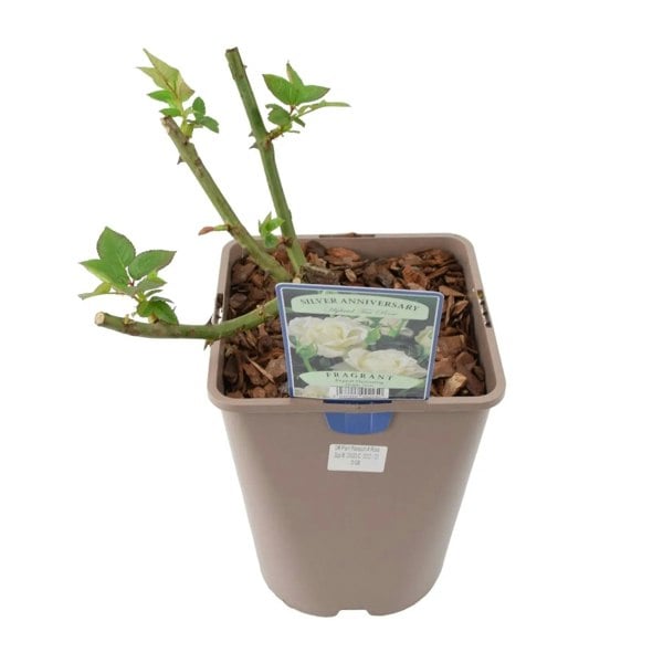 Rose Silver Anniversary 5.5L Pot